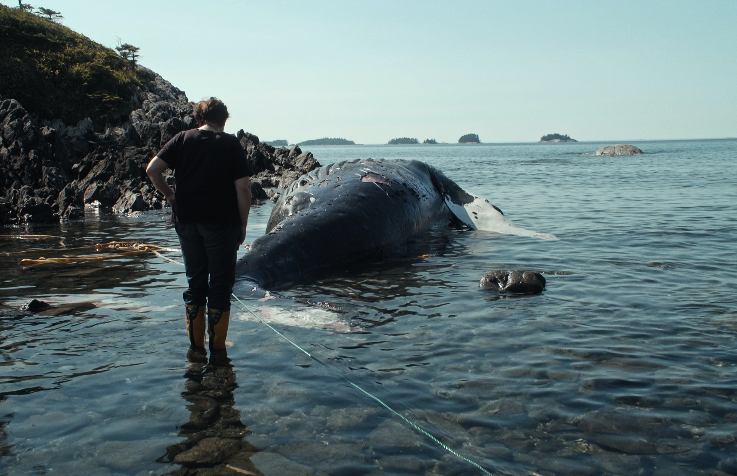 Die Walforscherin Janie Wray begutachtet einen toten Wal.